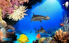 MarkSoft Zestaw 5 - dla dzieci